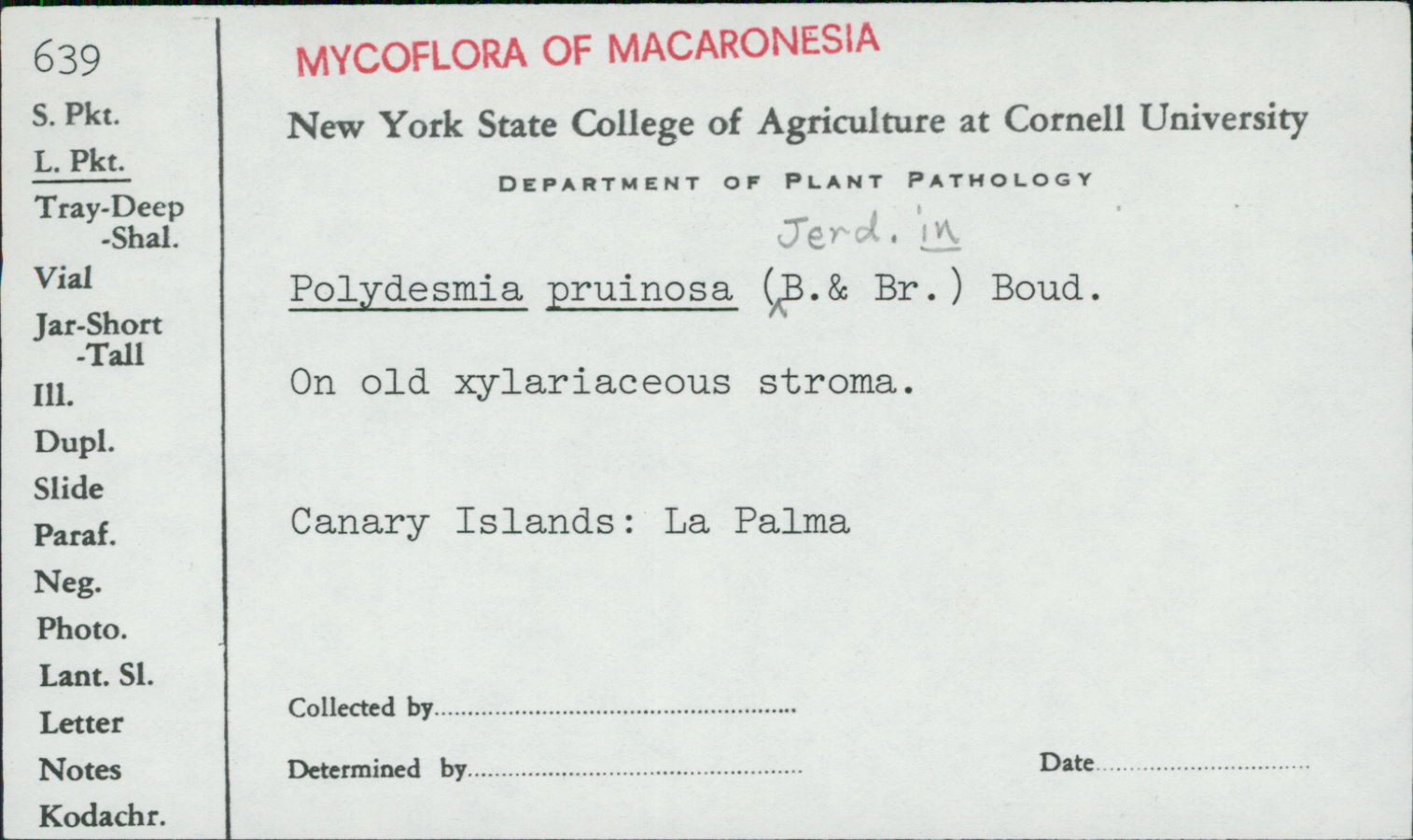 Polydesmia pruinosa image
