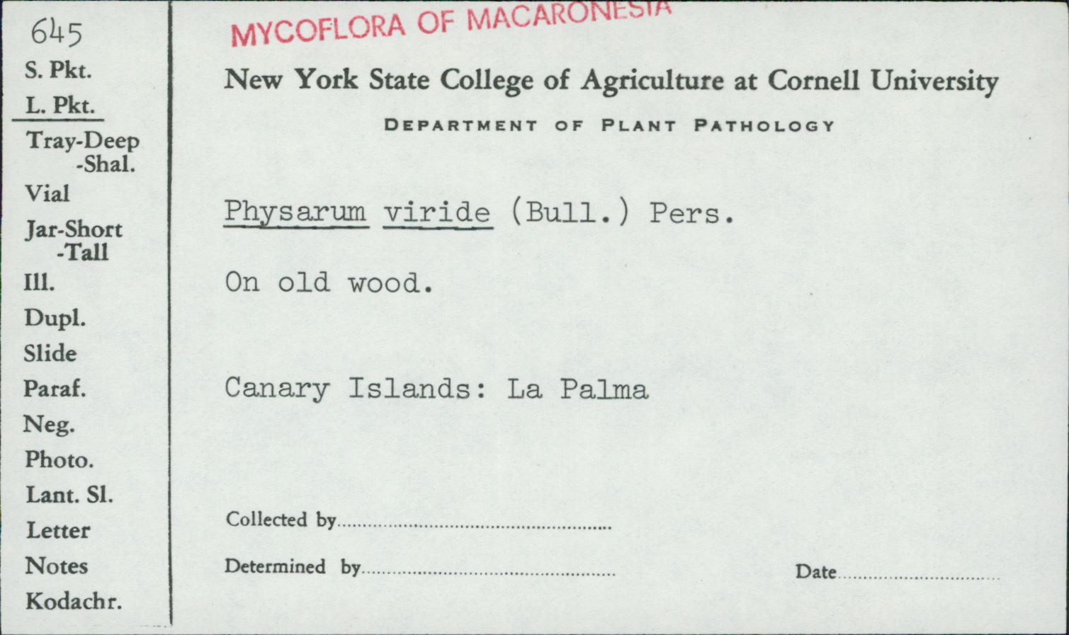 Physarum viride var. viride image