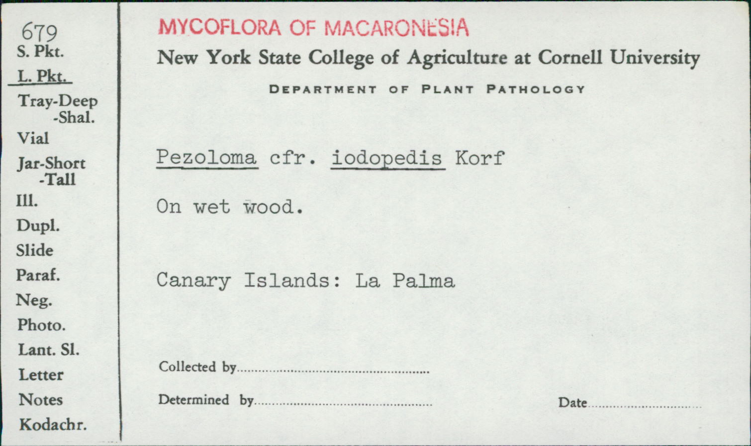 Pezoloma image