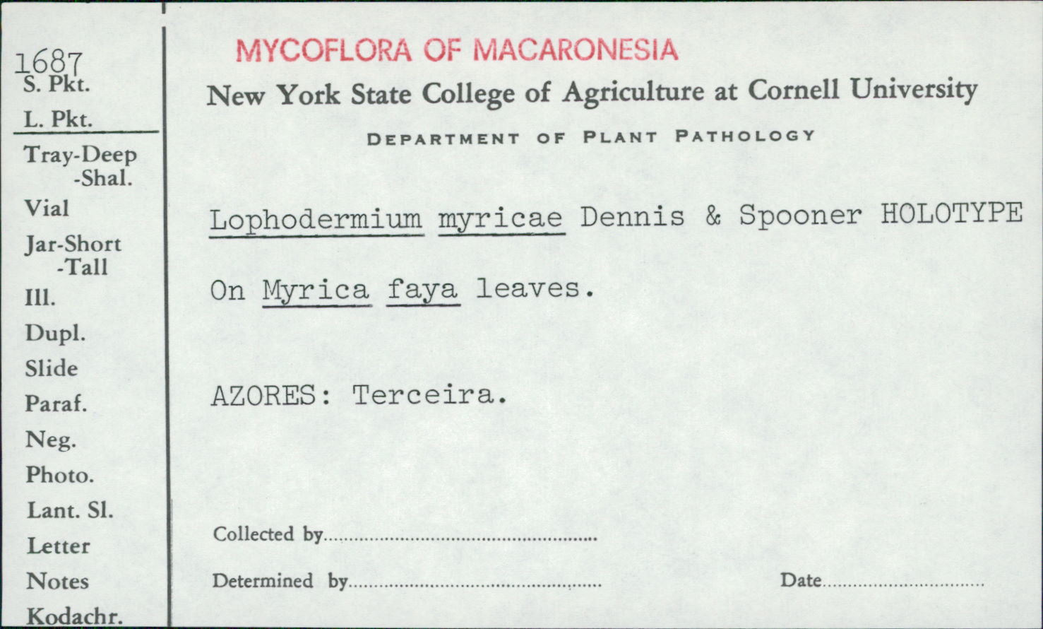 Lophodermium myricae image