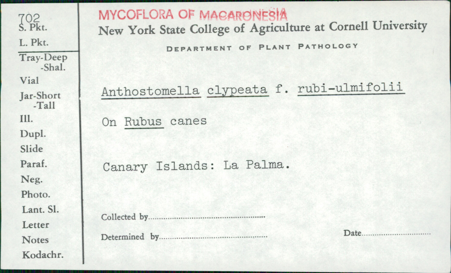 Anthostomella clypeata f. rubi-ulmifolii image