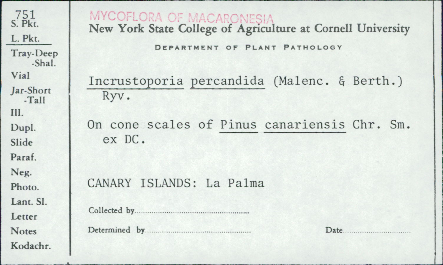 Incrustoporia percandida image