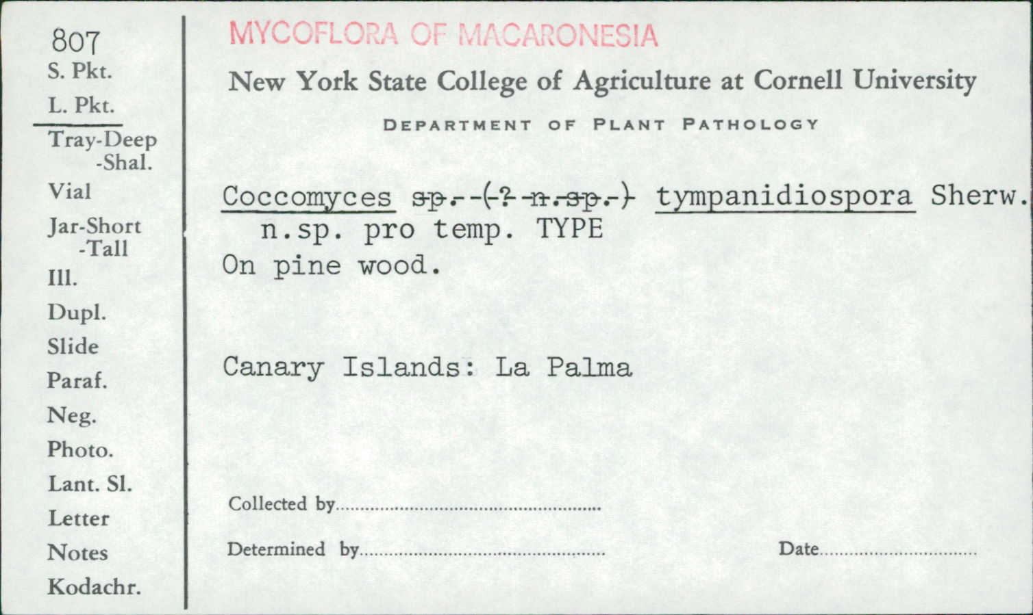 Coccomyces tympanidiosporus image