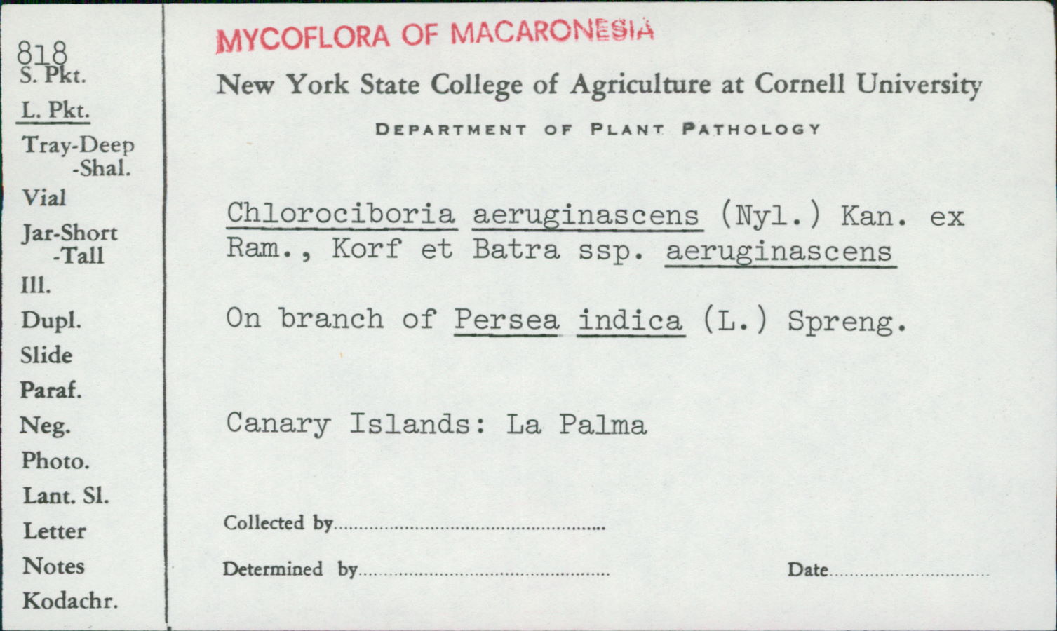 Chlorociboria aeruginascens ssp. aeruginascens image