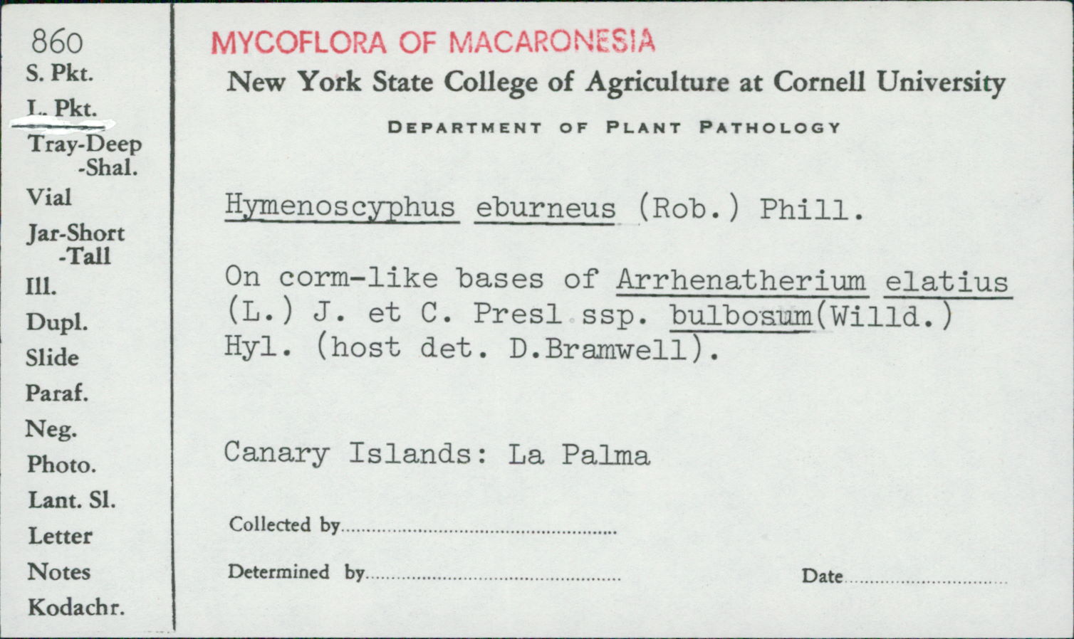 Hymenoscyphus eburneus image