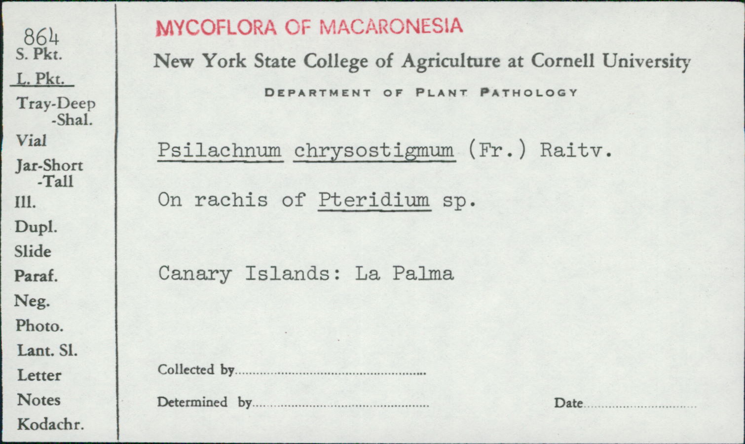 Psilachnum image