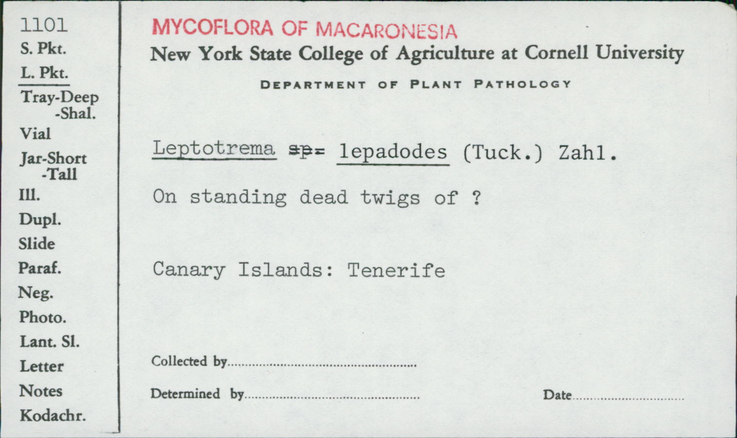 Leptotrema image