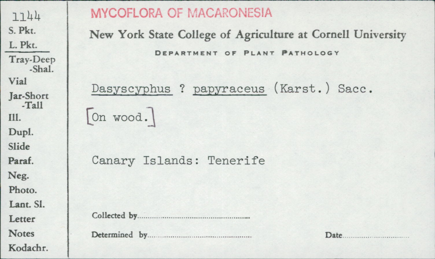 Lachnum papyraceum image