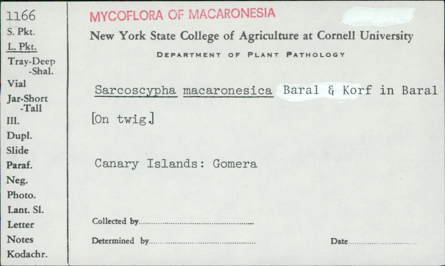 Sarcoscypha macaronesica image