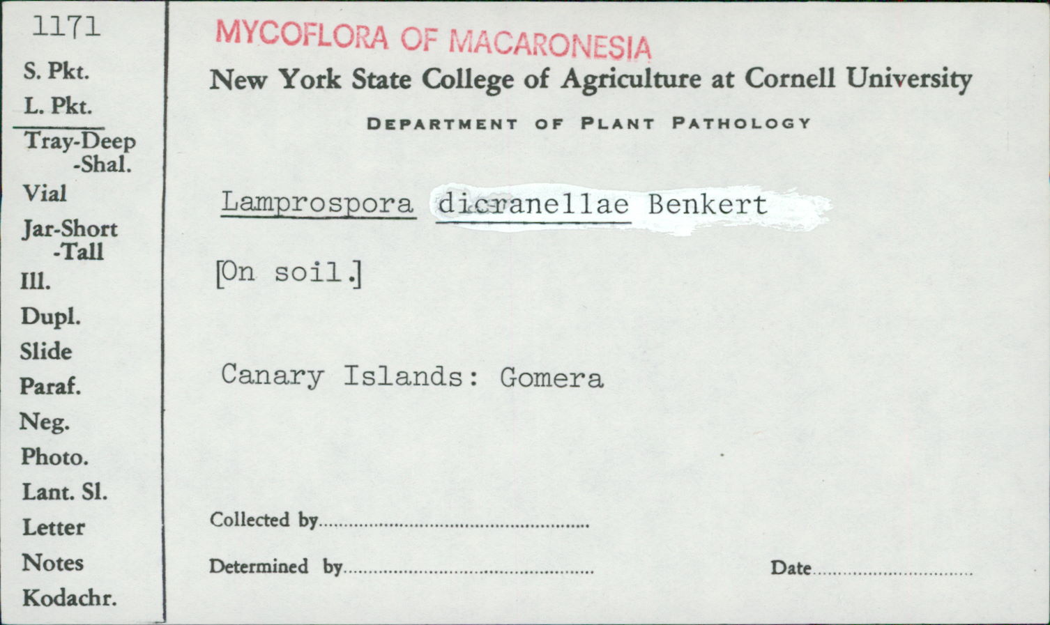 Lamprospora dicranellae image