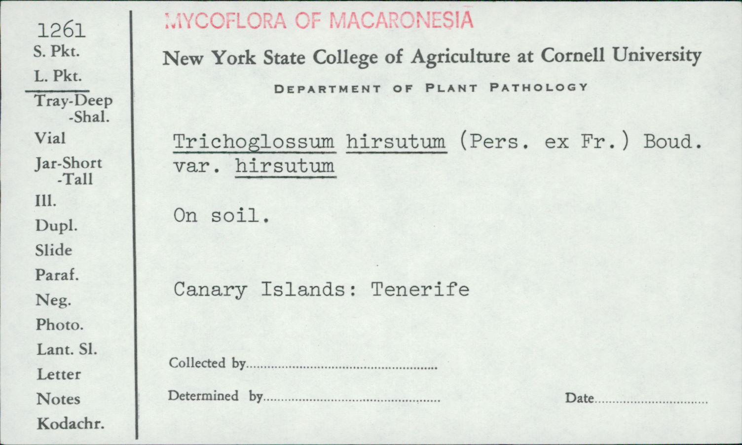Trichoglossum hirsutum f. hirsutum image