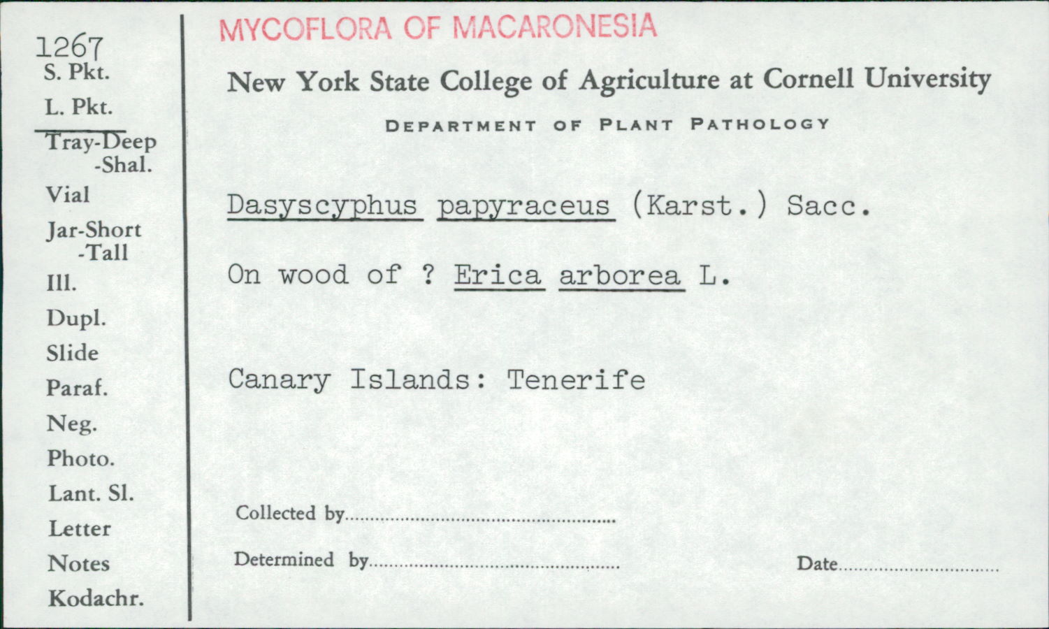 Lachnum papyraceum image
