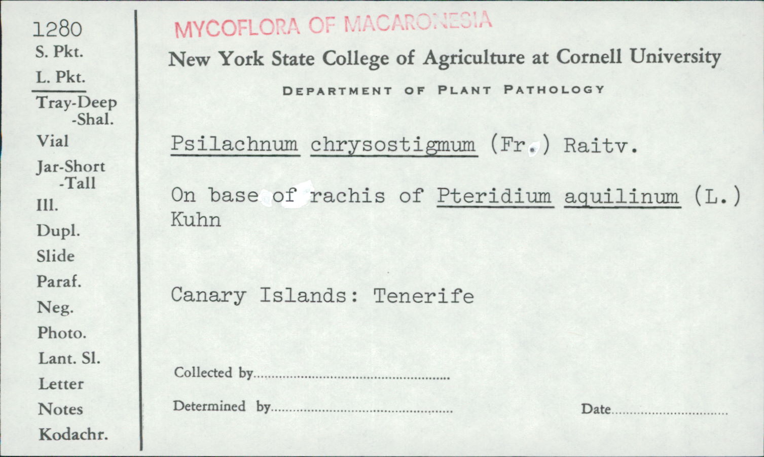 Psilachnum chrysostigmum image