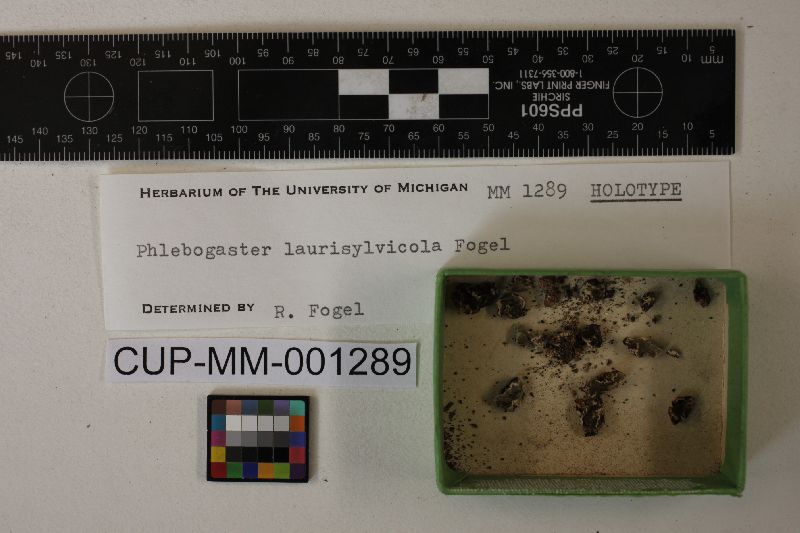 Phlebogaster laurisylvicola image