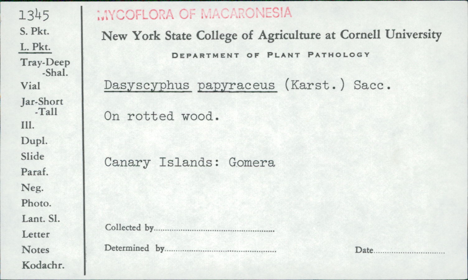 Lachnum papyraceum image