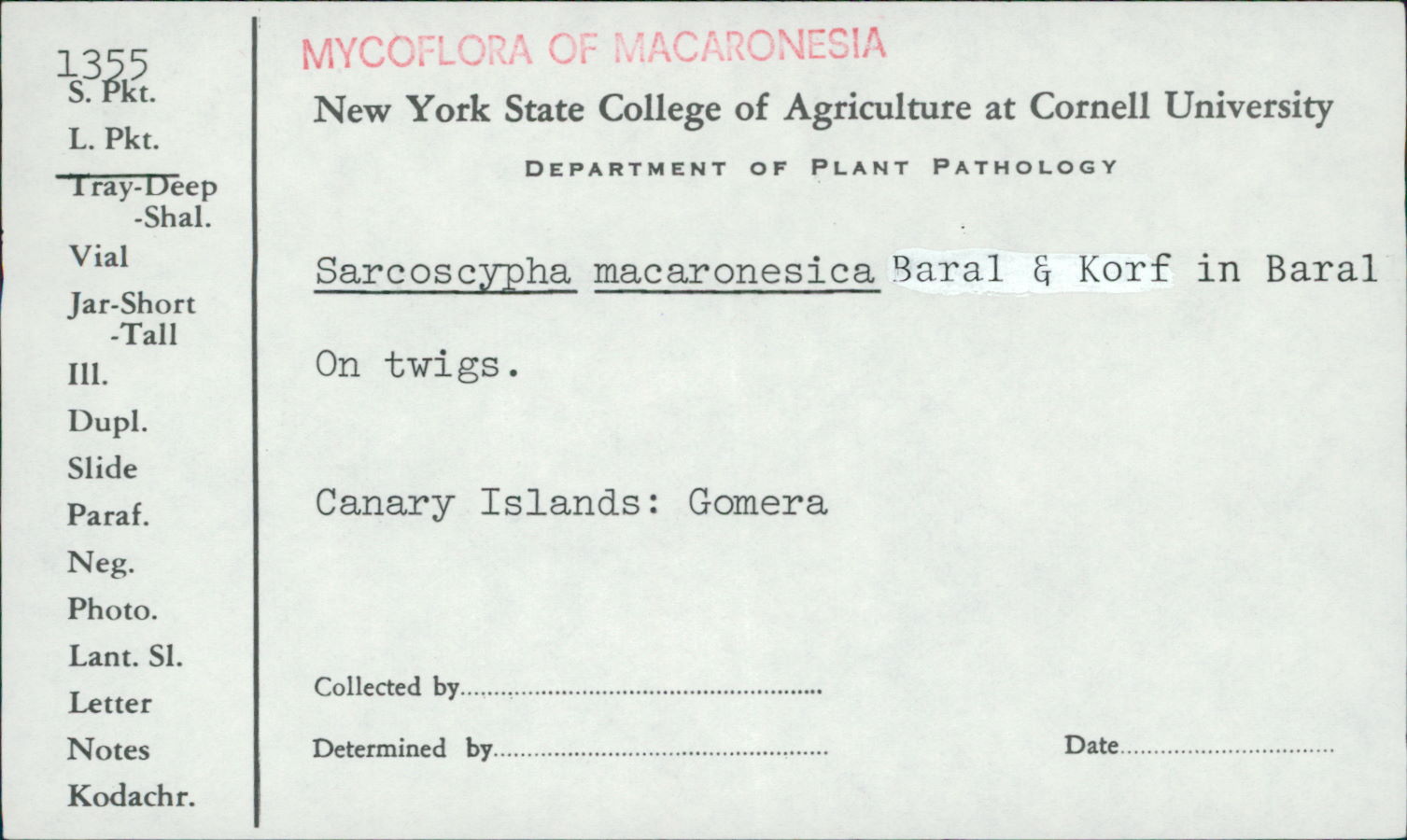 Sarcoscypha macaronesica image