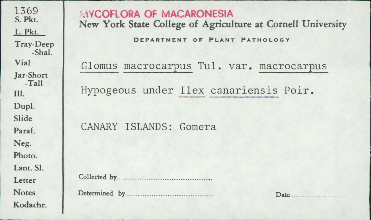 Glomus macrocarpus image