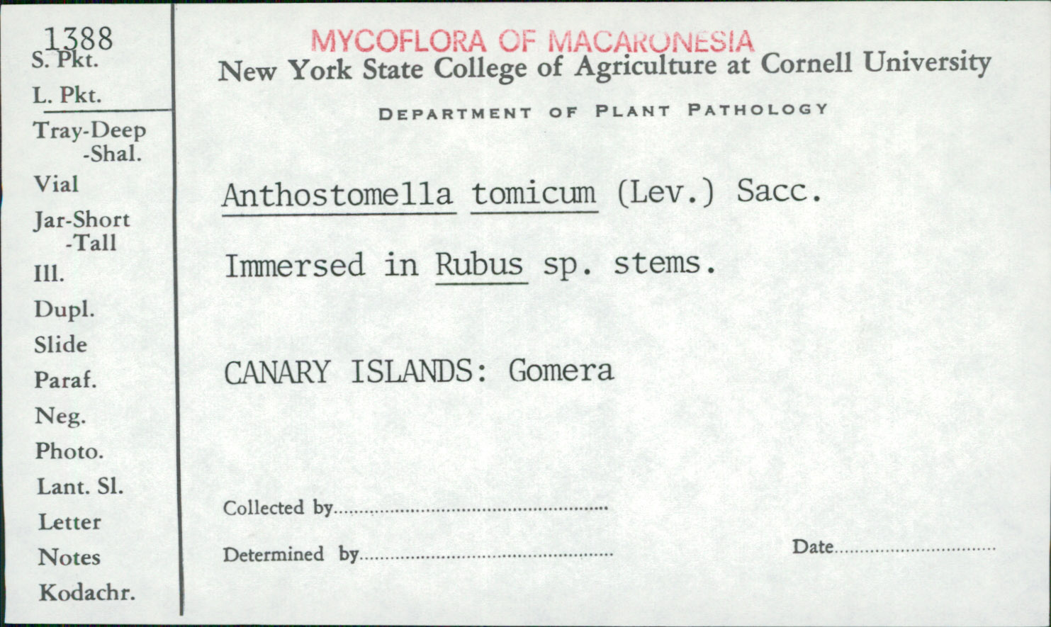 Anthostomella tomicum image