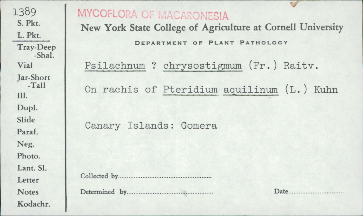 Psilachnum chrysostigmum image