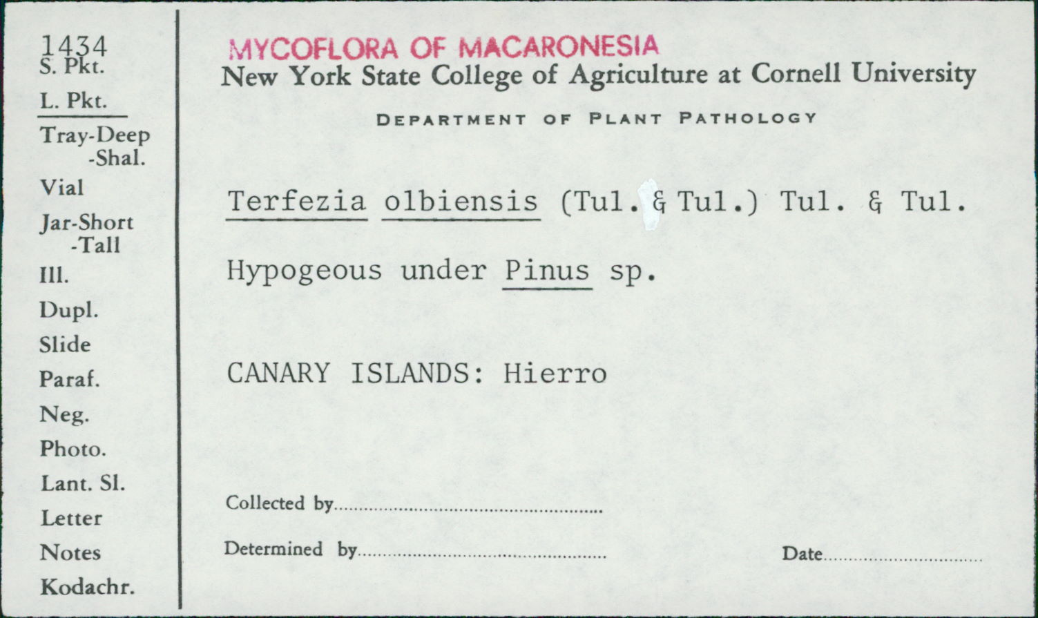 Terfeziaceae image