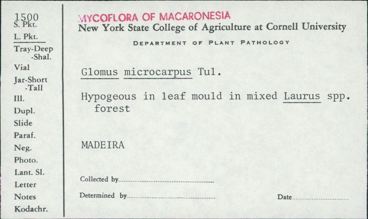 Glomus microcarpus image