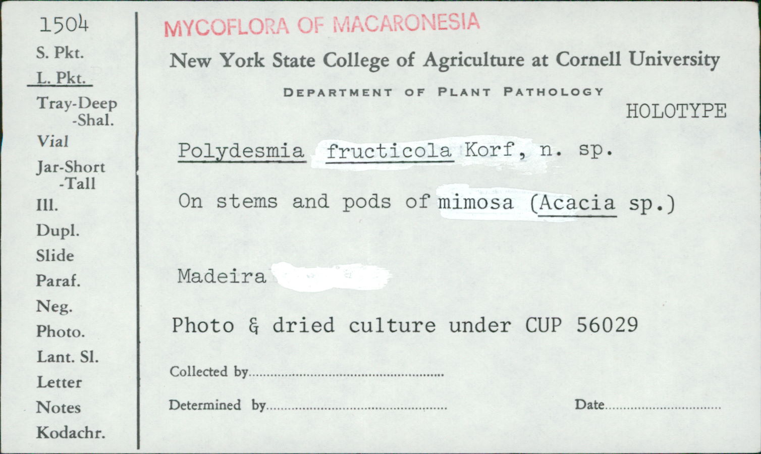 Polydesmia fructicola image