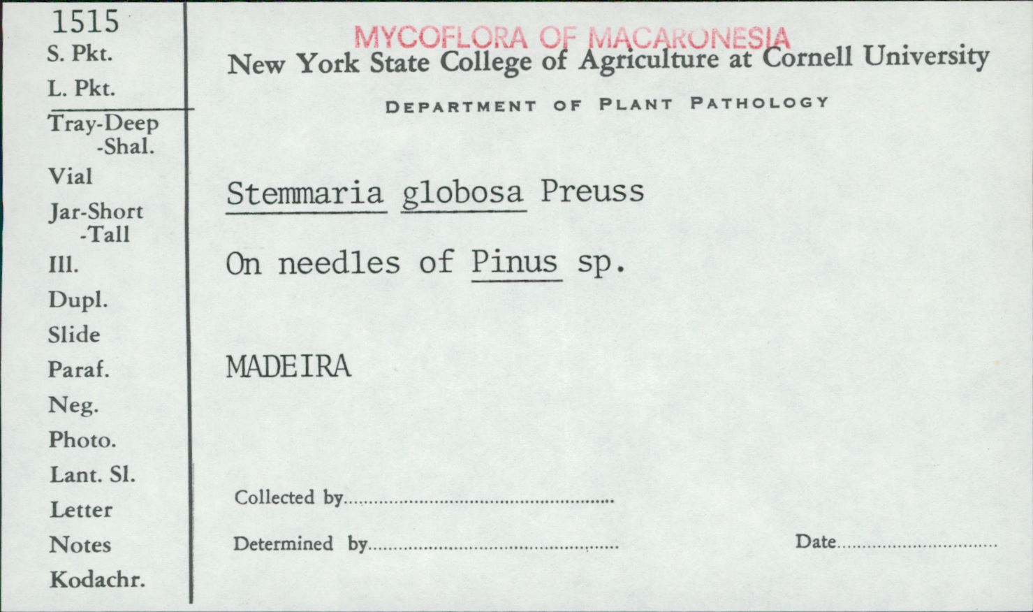 Stemmaria globosa image