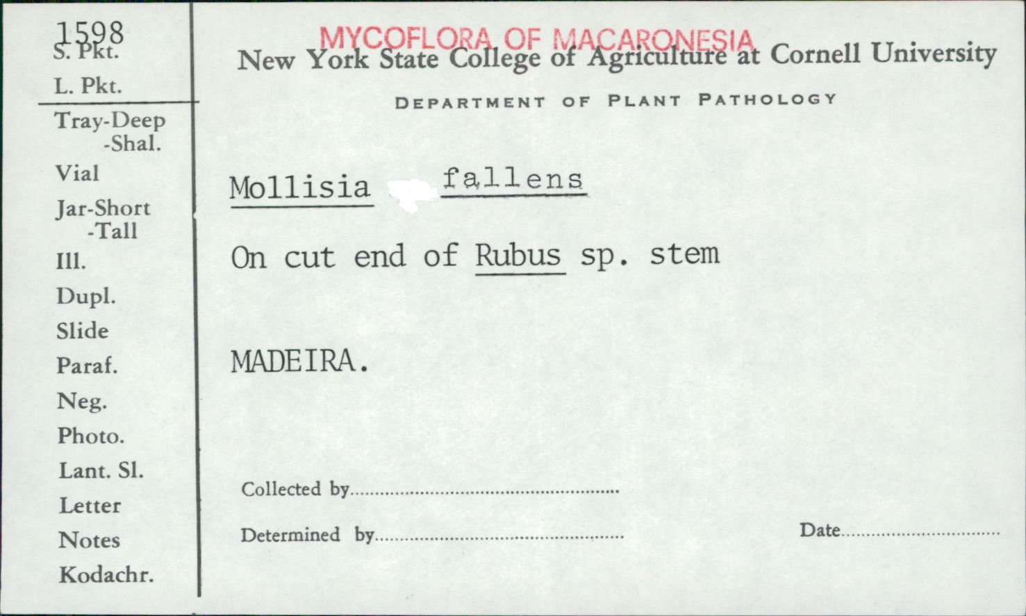 Mollisia fallens image