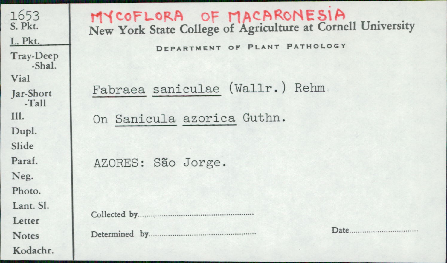 Fabraea saniculae image