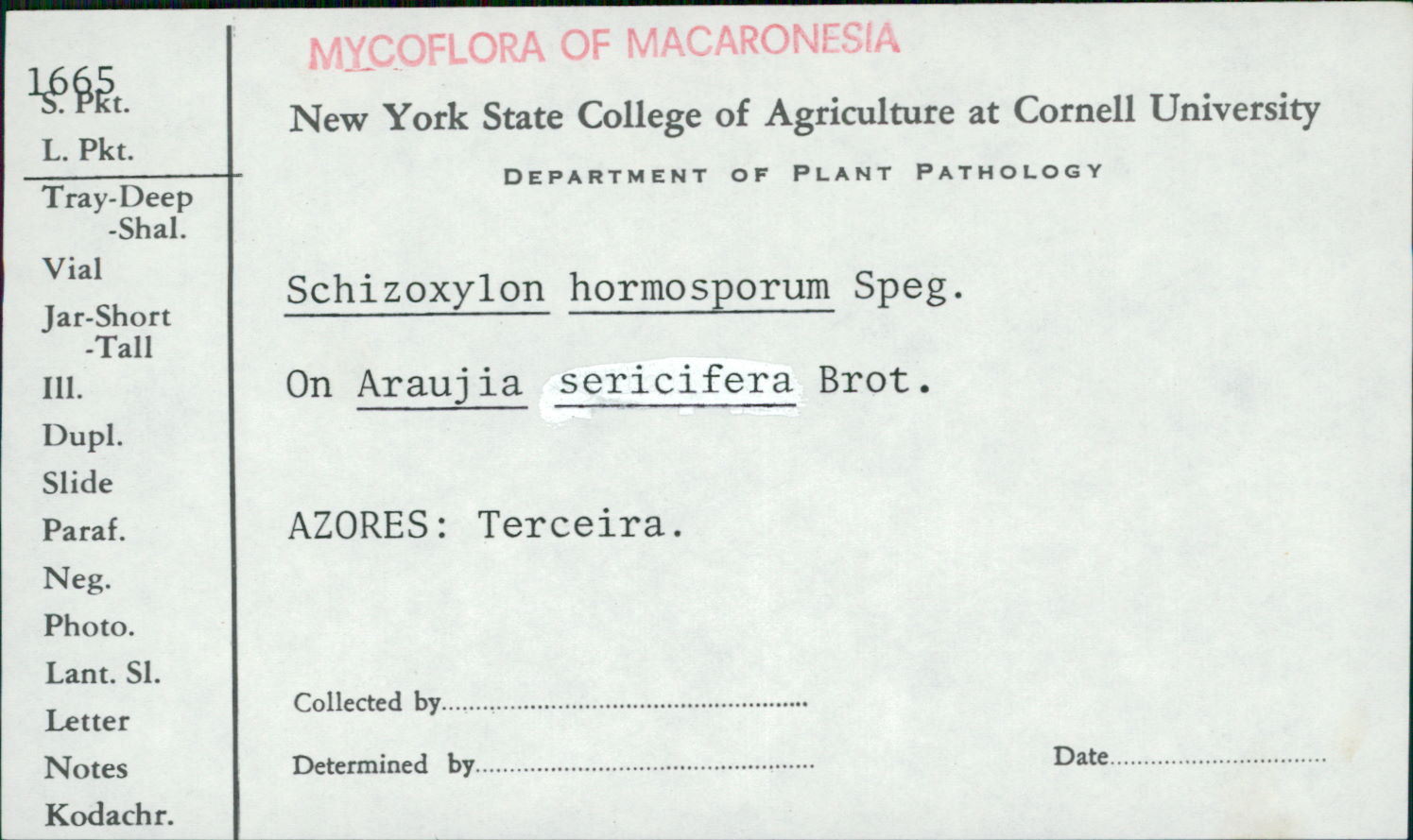 Schizoxylon hormosporum image