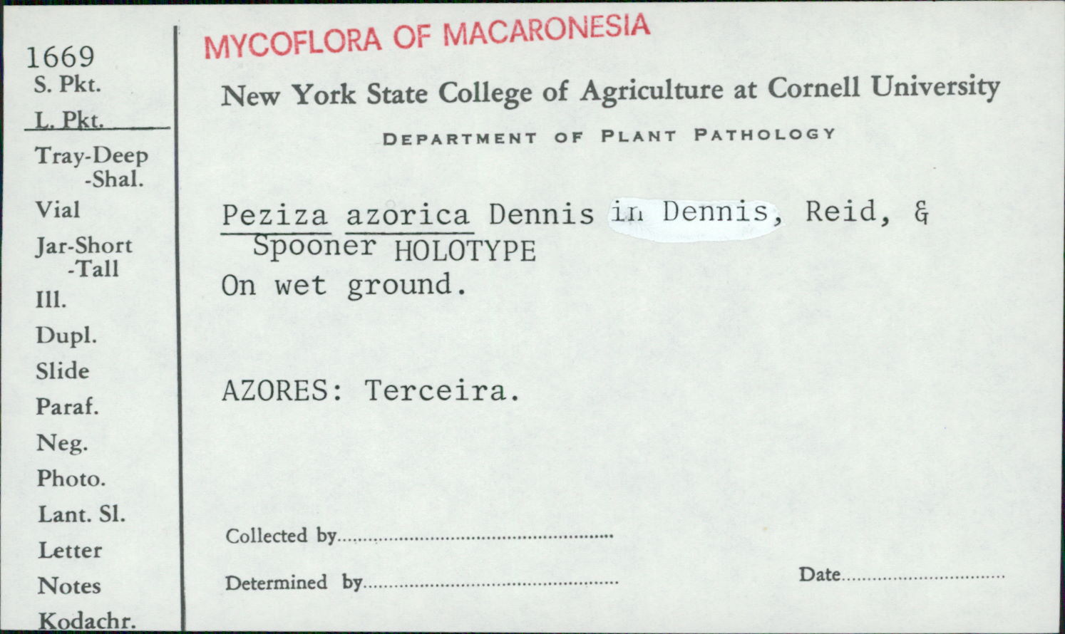 Peziza azorica image