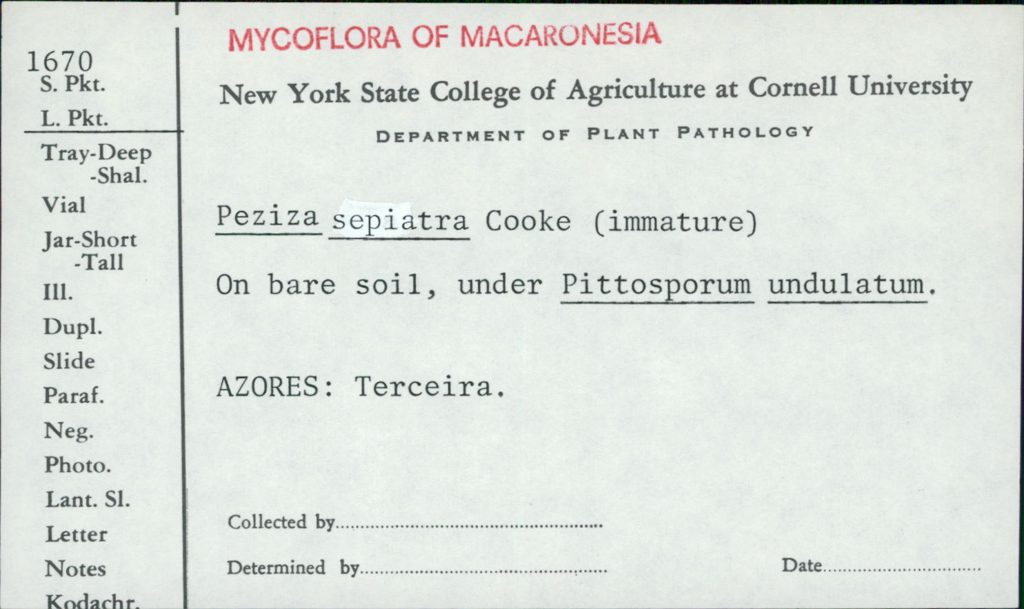 Peziza sepiatra image