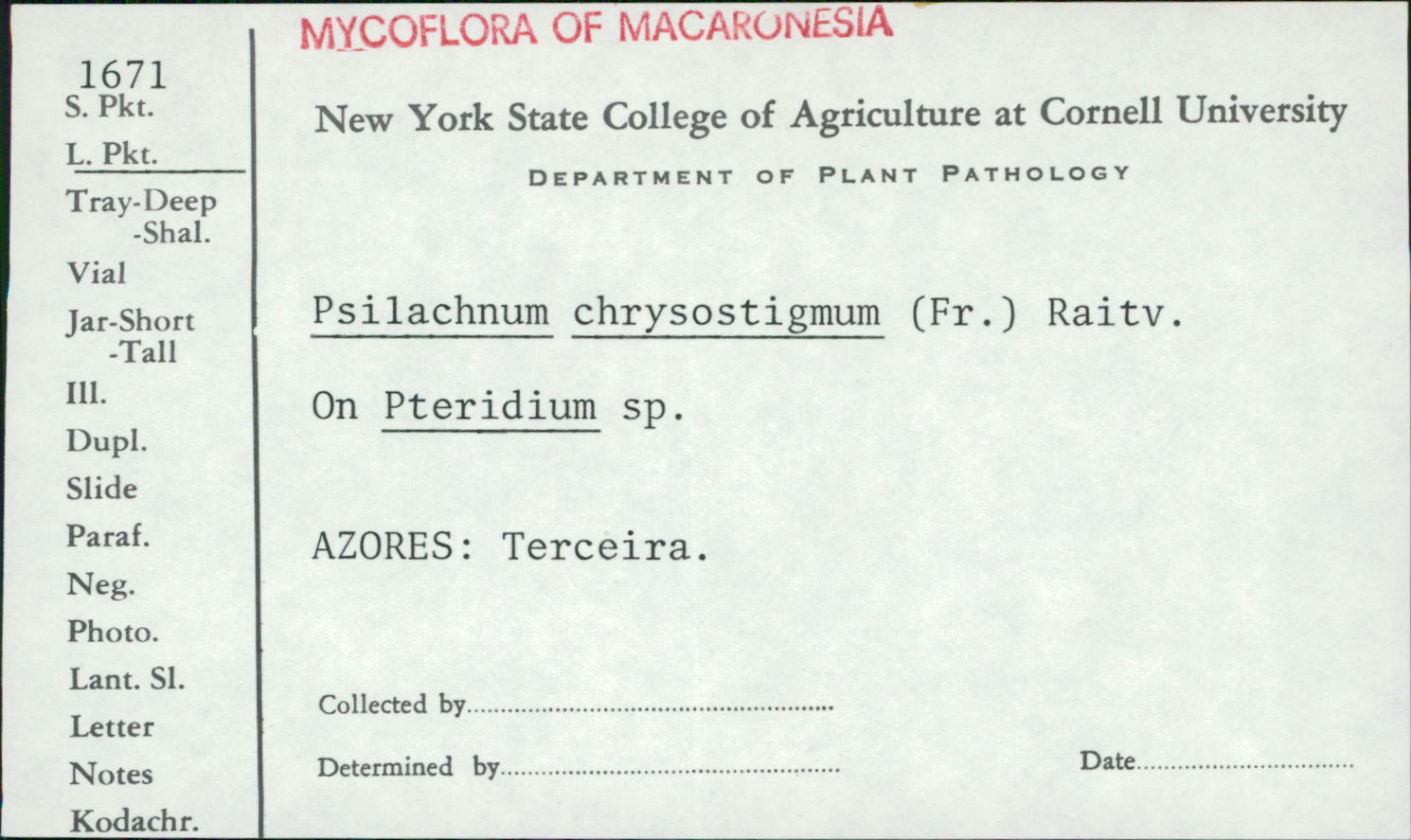 Psilachnum image