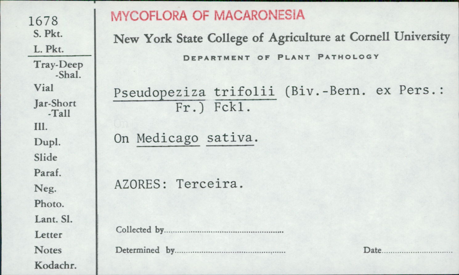 Pseudopeziza trifolii image