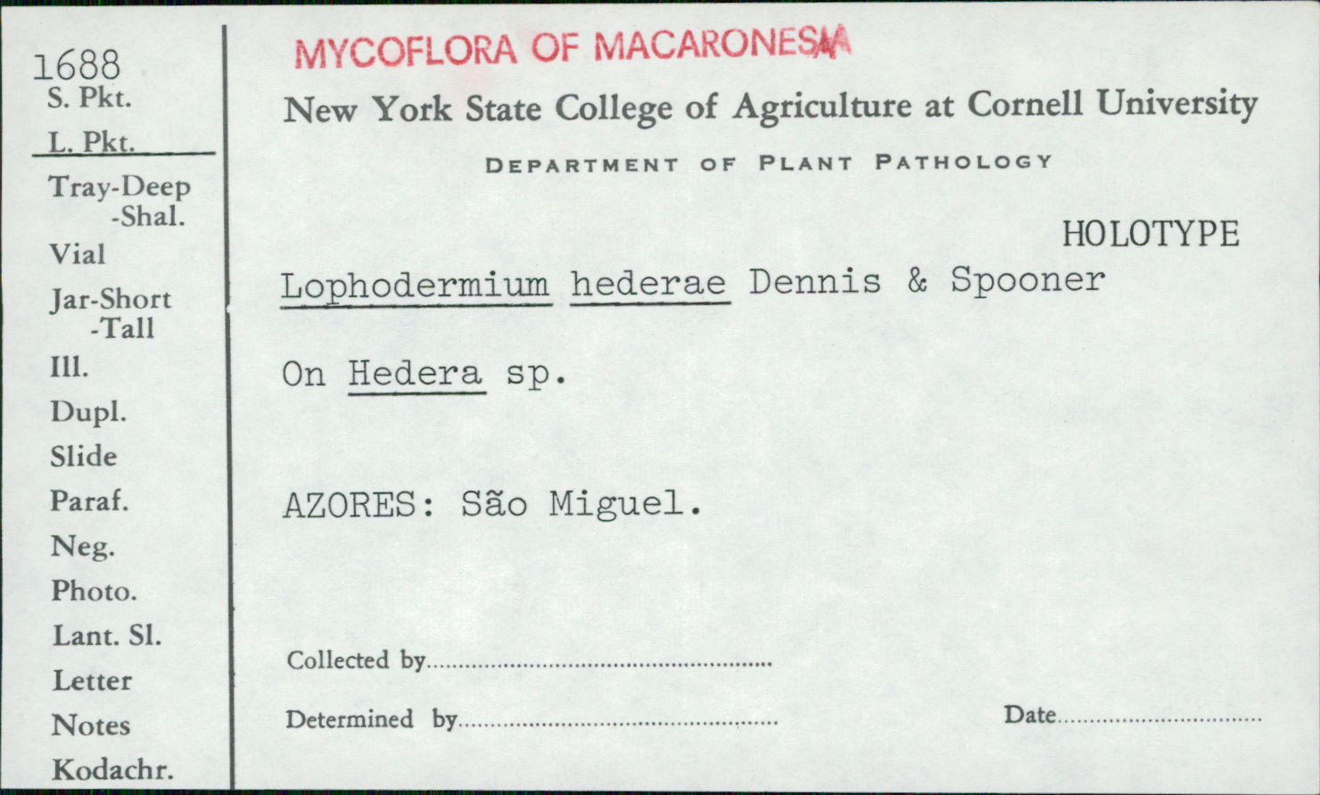 Lophodermium hederae image