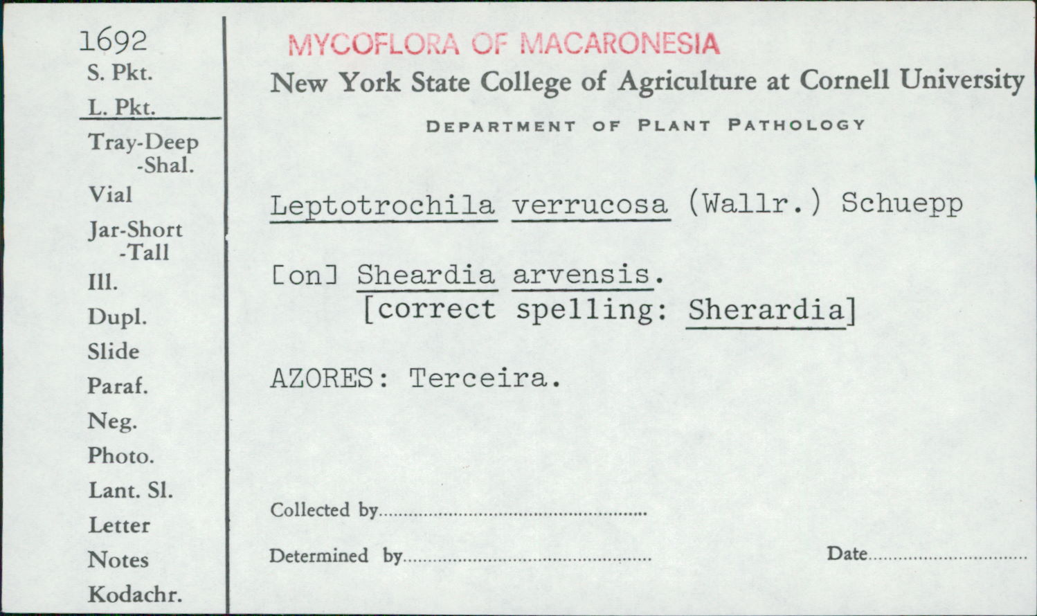 Leptotrochila verrucosa image