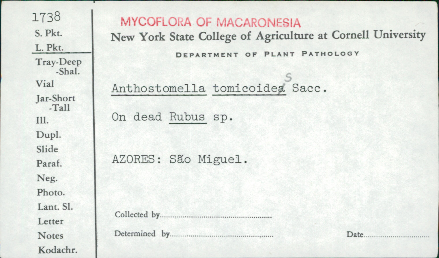 Anthostomella tomicoides image