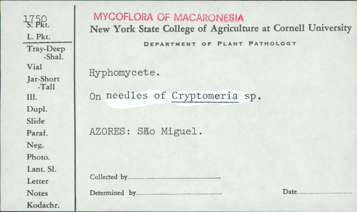 Hyphomyces image