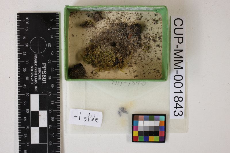 Plectania kohniae image