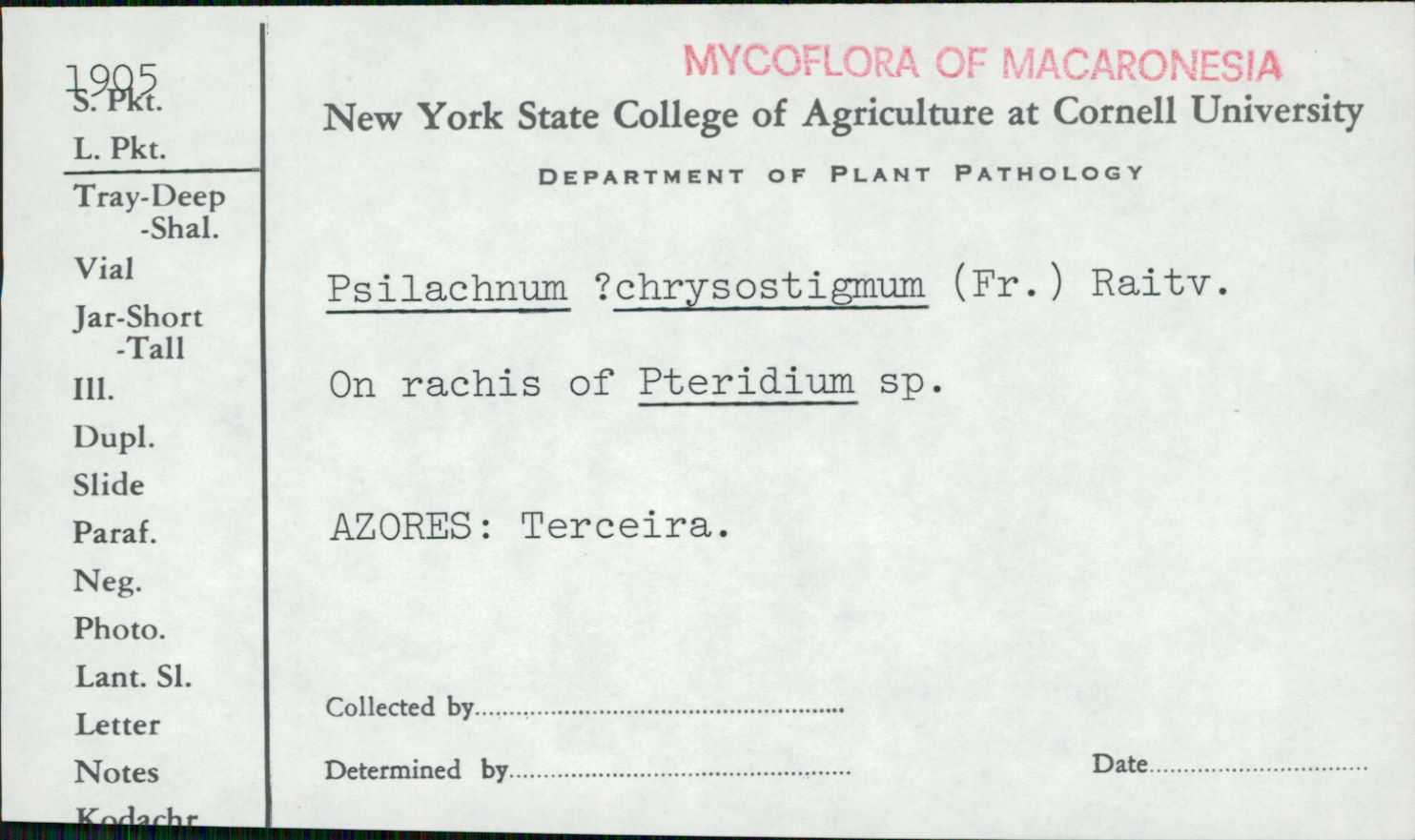 Psilachnum chrysostigmum image