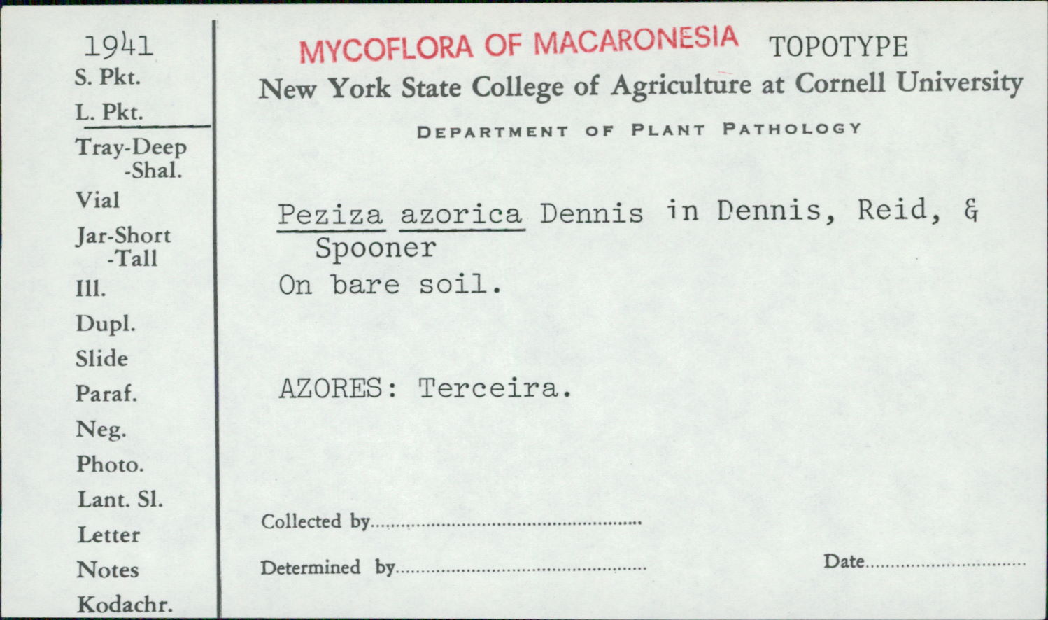 Peziza azorica image