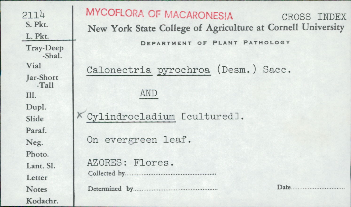 Calonectria pyrochroa image