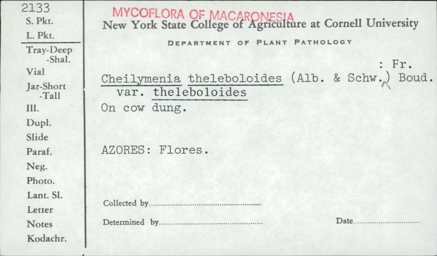Cheilymenia aurantiacorubra image