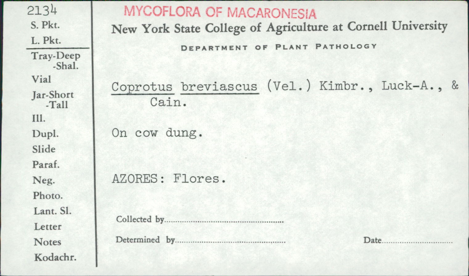 Coprotus breviascus image