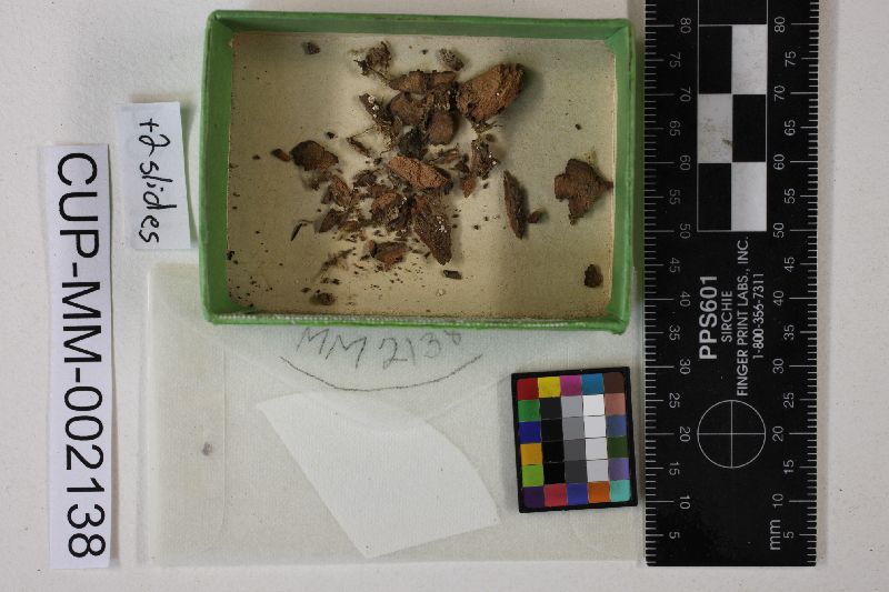 Lachnellula pittospori image