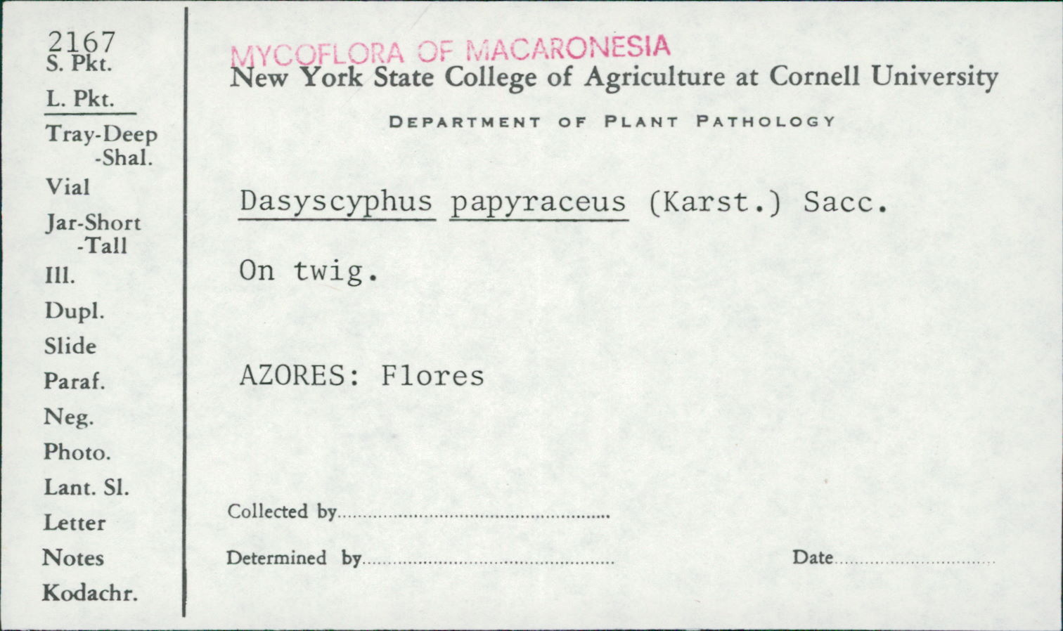 Lachnum papyraceum image