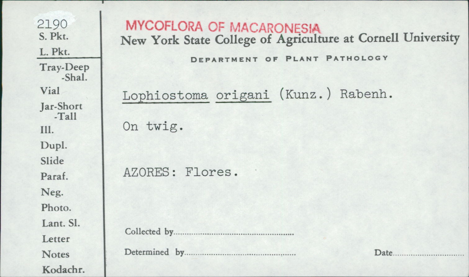 Lophiostoma origani image