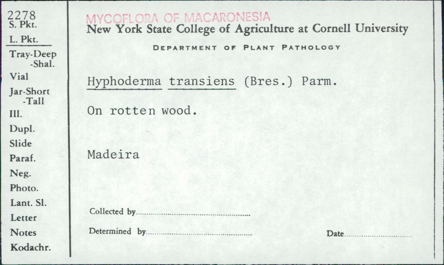 Hyphoderma transiens image