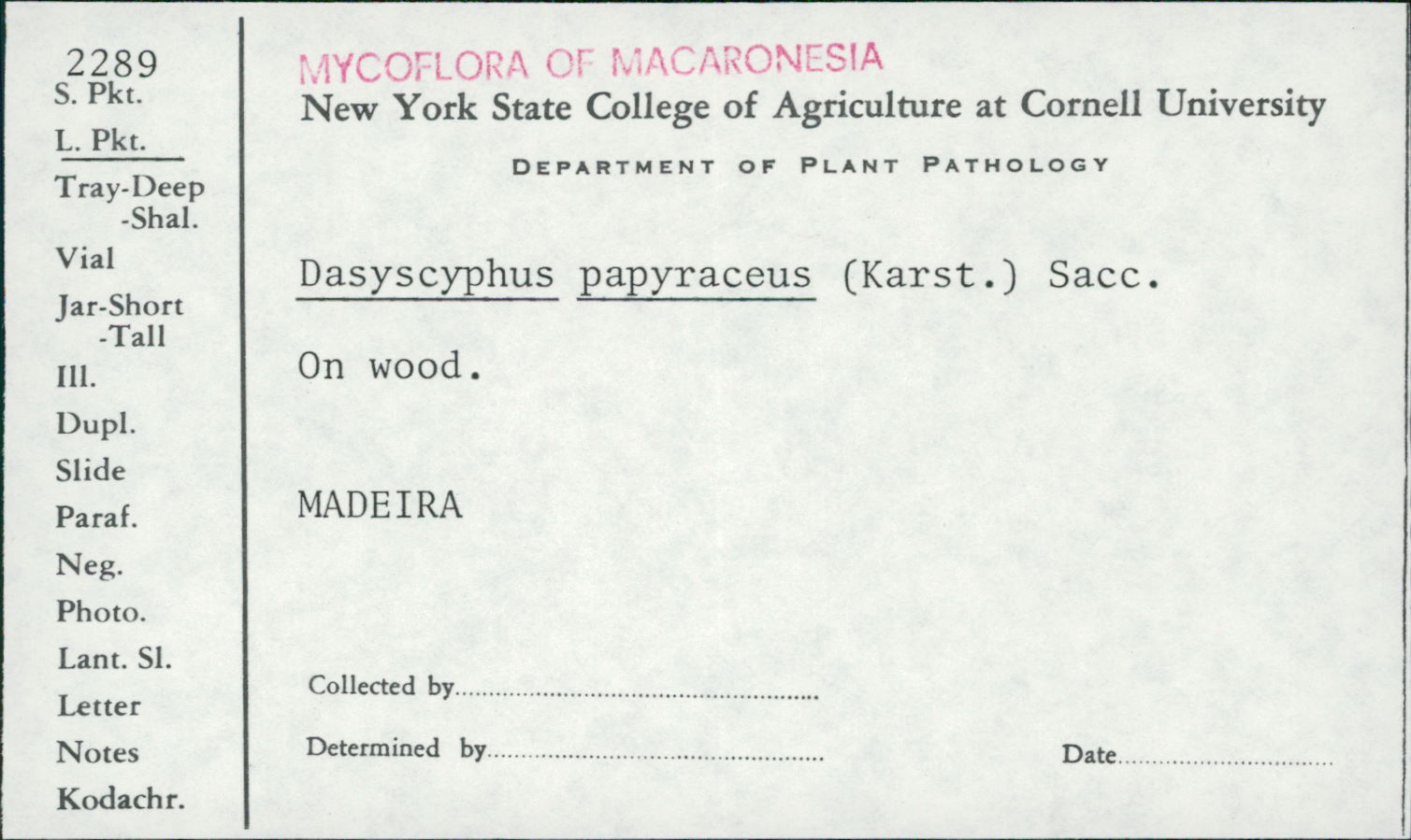 Lachnum papyraceum image