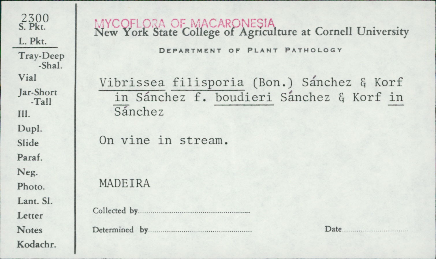 Vibrissea filisporia image